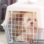 توقف ورود حیوانات خانگی به ایر کانادا