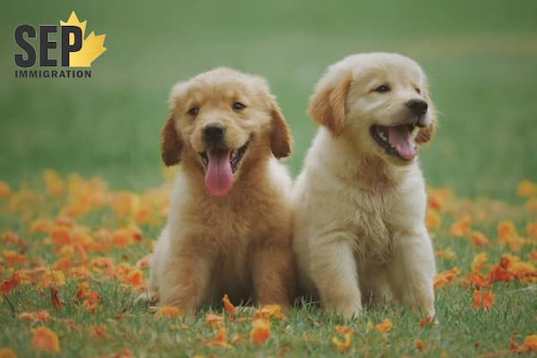 مهاجرت به کانادا با حیوان خانگی