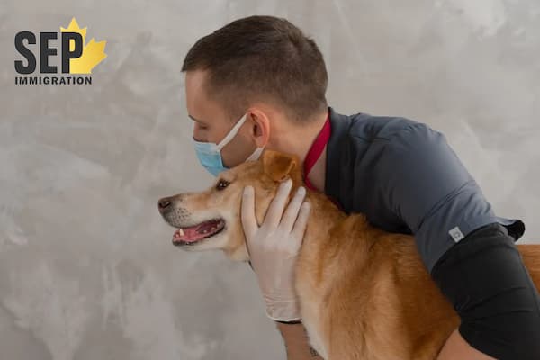 مزایای ورود به بازار کار شغل دامپزشکی در کانادا